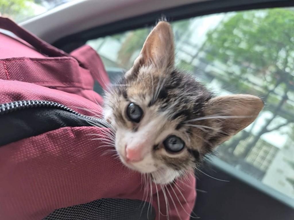 Tom, gato de porte pequeno para adoção em Rio de Janeiro - RJ — foto 2 de 2