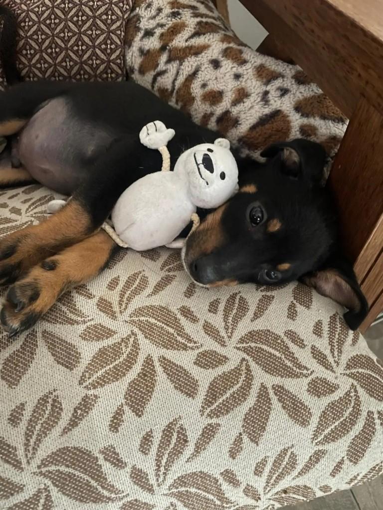 Tufão, cachorro de porte médio para adoção em Rio de Janeiro - RJ