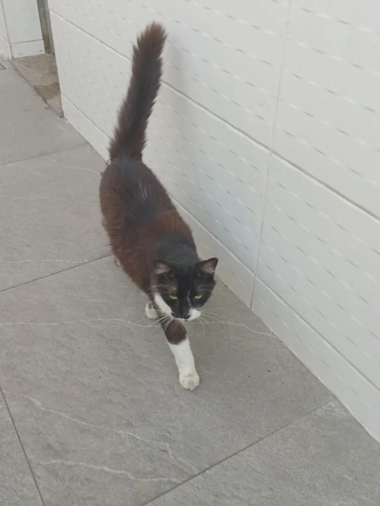 Pepito, gato para adoção no Rio de Janeiro - RJ