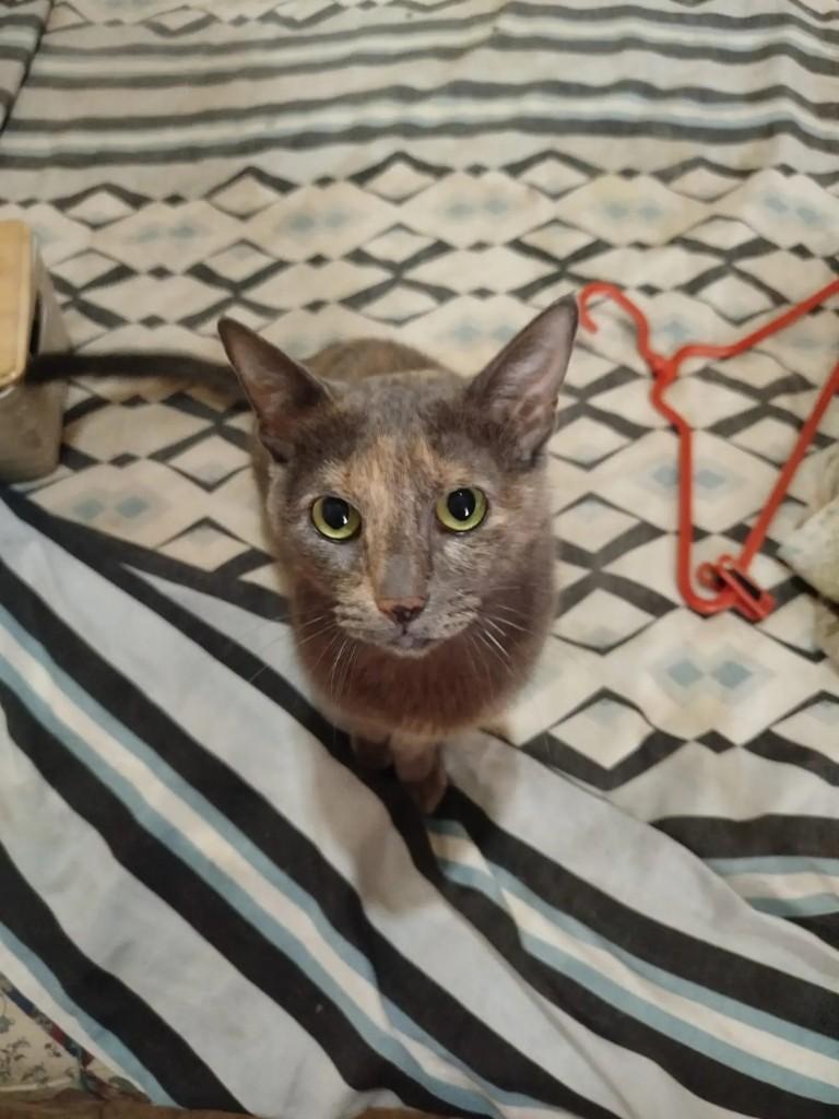 Rebeca, gata para adoção no Rio de Janeiro - RJ