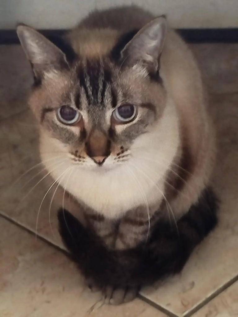 Maria Clara, gata para adoção no Rio de Janeiro - RJ