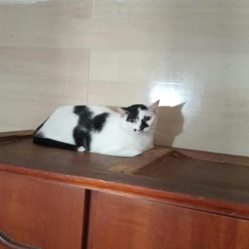 Monalisa, gata para adoção em Rio de Janeiro - RJ