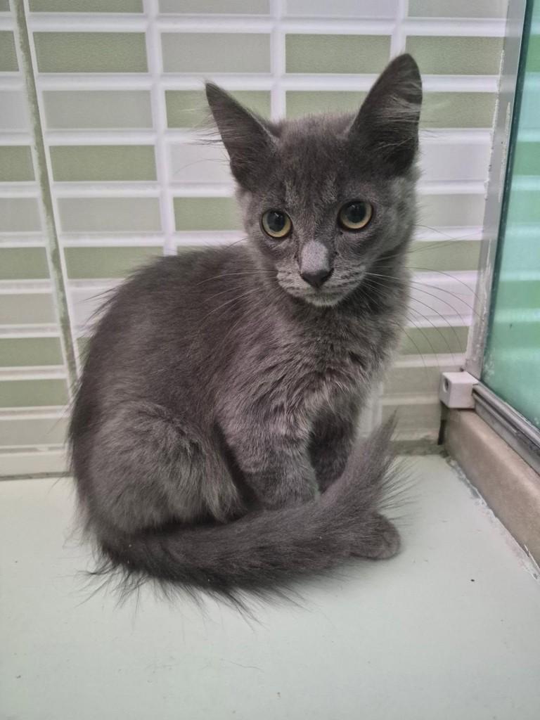 Boladão, gato de porte pequeno para adoção no Rio de Janeiro - RJ