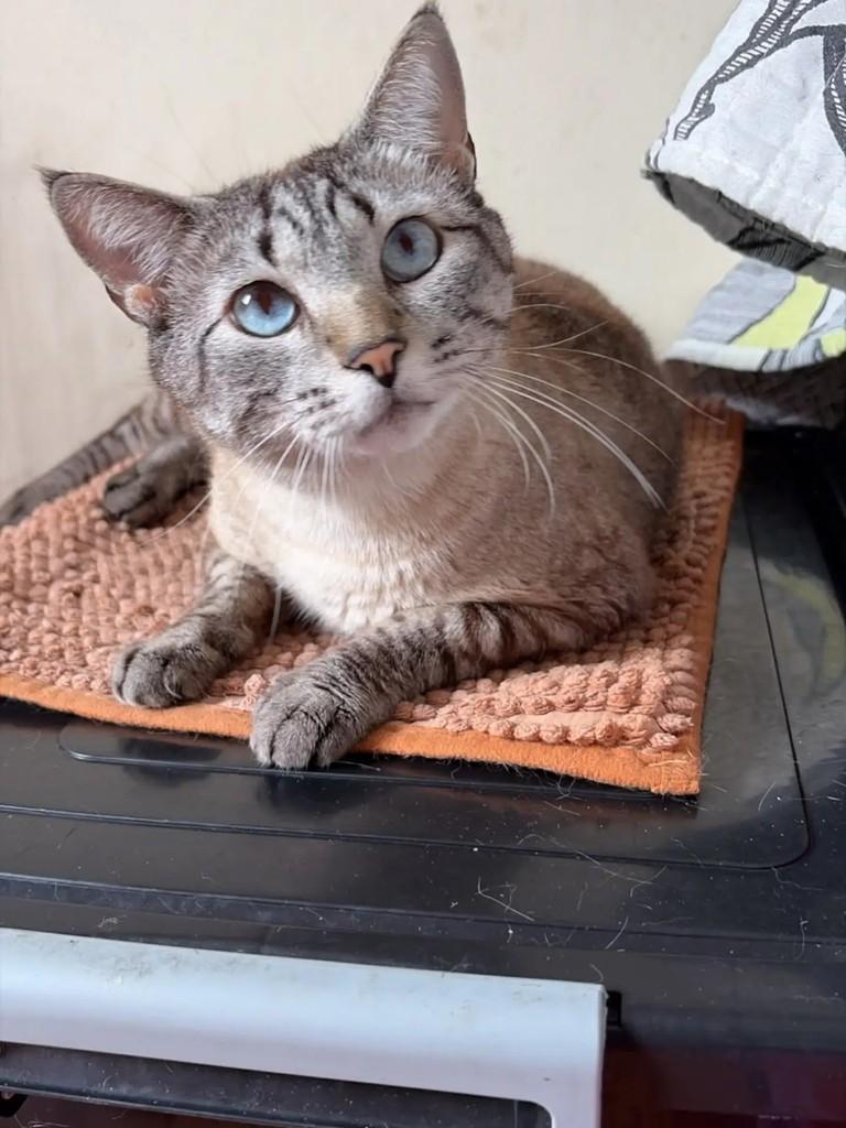 Vagabundo, gato de porte pequeno para adoção no Rio de Janeiro - RJ