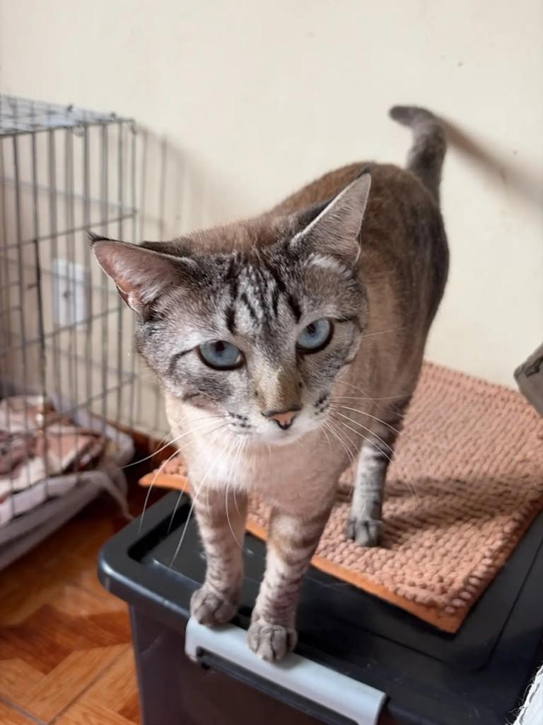 Vagabundo, gato de porte pequeno para adoção no Rio de Janeiro - RJ — foto 2 de 2