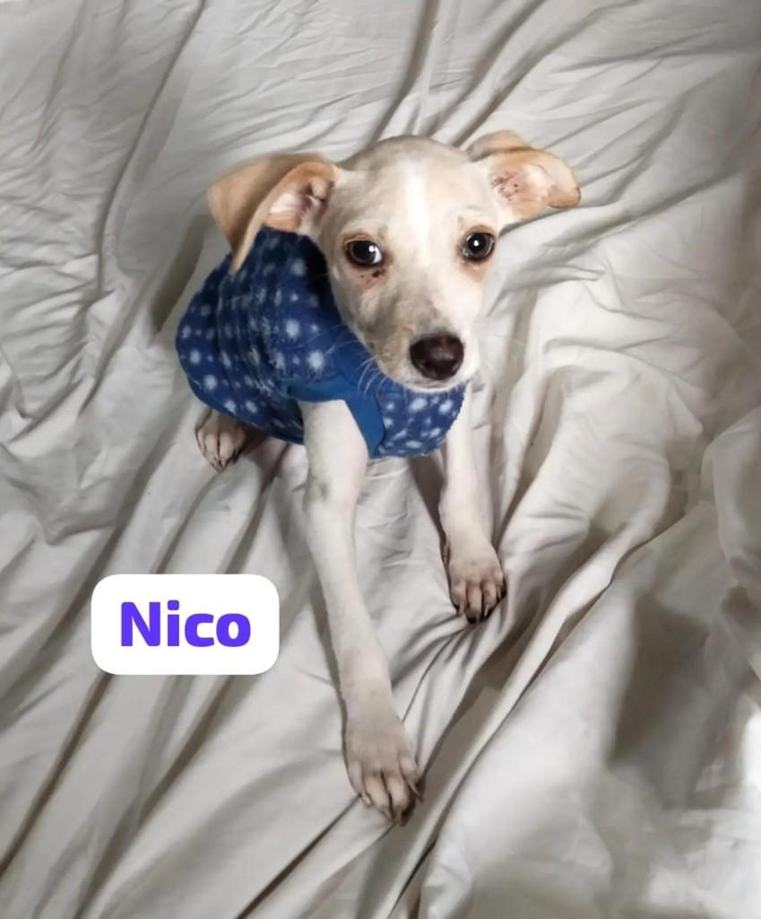 Nico, cachorro de porte médio para adoção no Rio de Janeiro - RJ