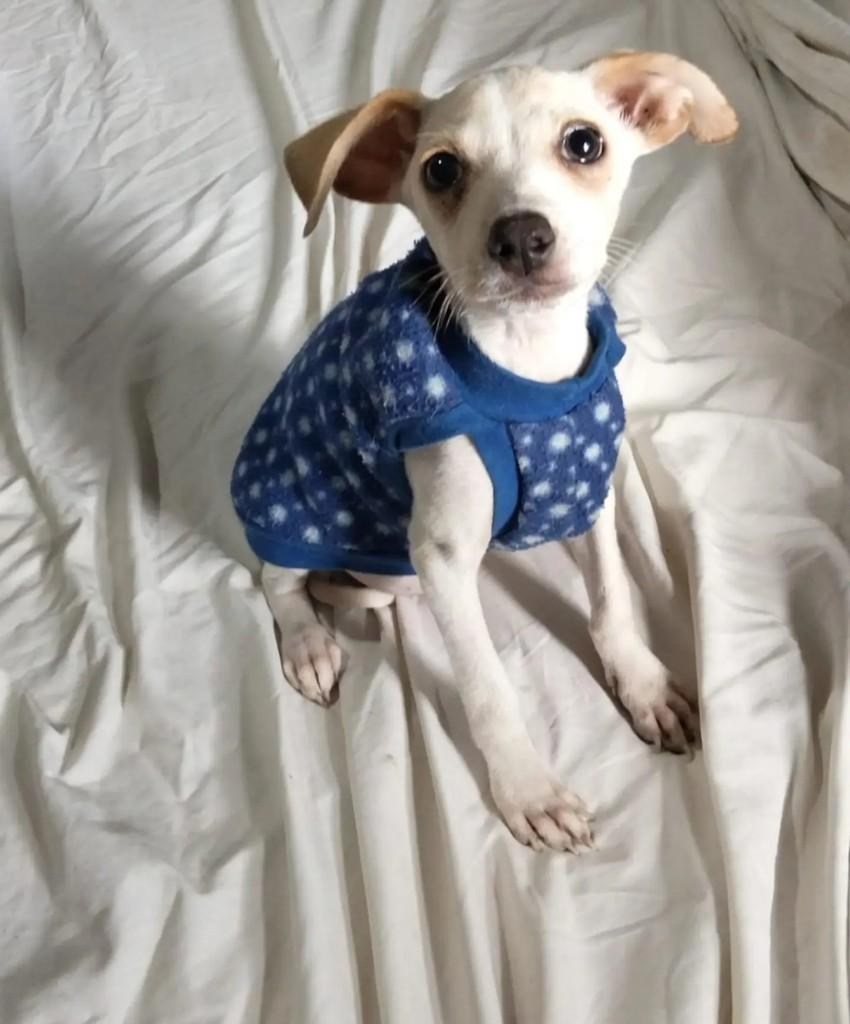 Nico, cachorro de porte médio para adoção no Rio de Janeiro - RJ — foto 2 de 2