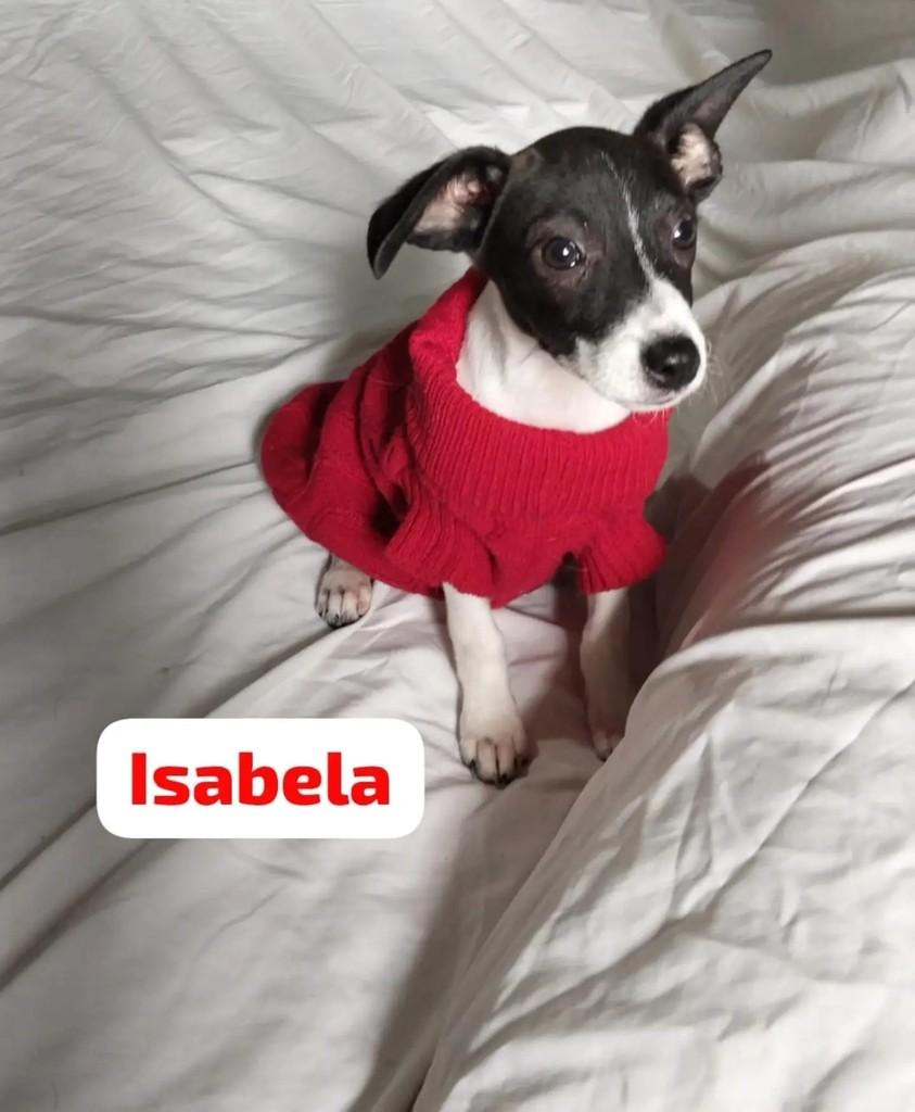 Isabela, cadela de porte médio para adoção no Rio de Janeiro - RJ