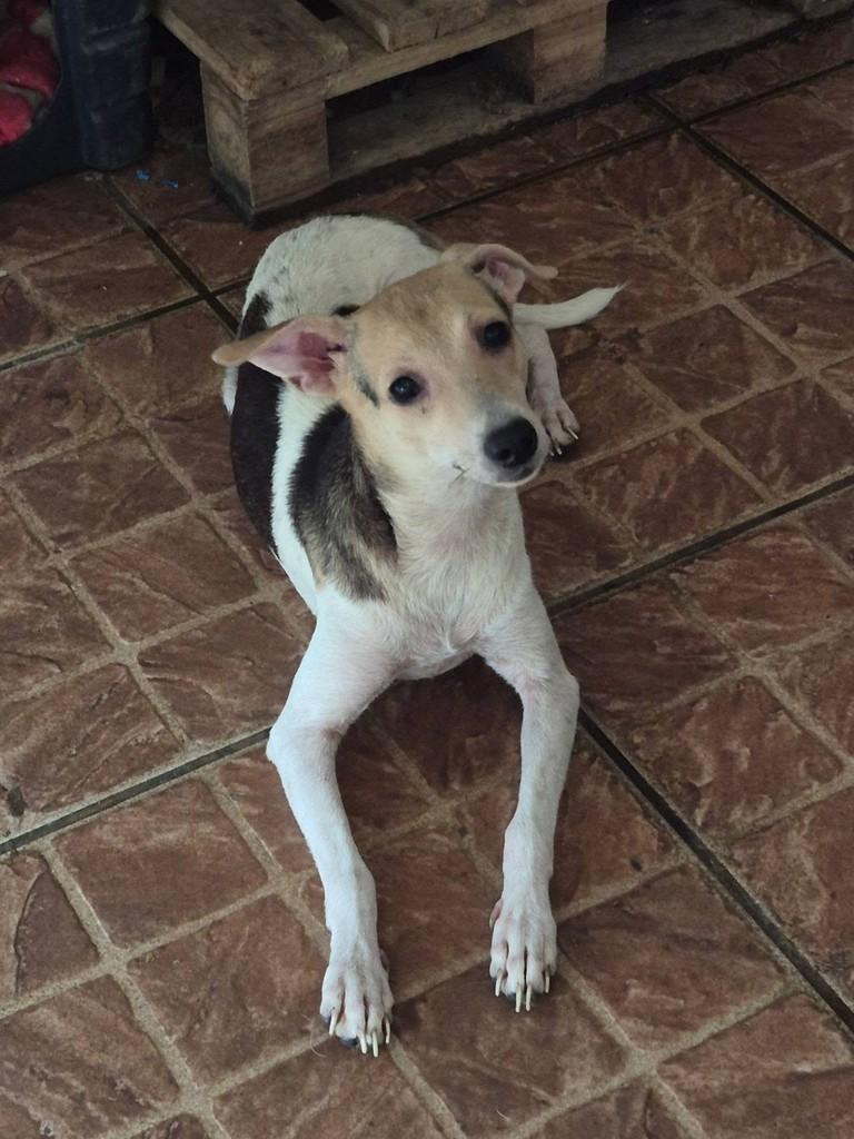 Gigi, cadela de porte pequeno para adoção no Rio de Janeiro - RJ