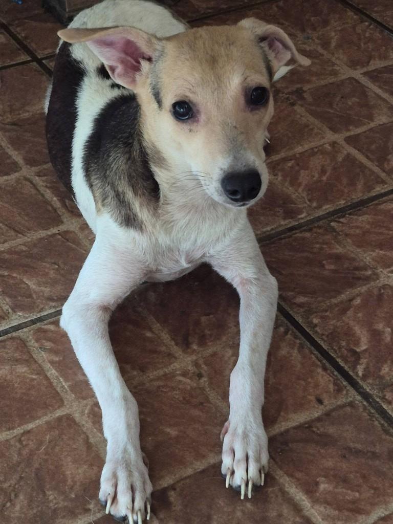 Gigi, cadela de porte pequeno para adoção no Rio de Janeiro - RJ — foto 2 de 4
