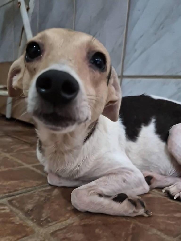 Gigi, cadela de porte pequeno para adoção no Rio de Janeiro - RJ — foto 3 de 4