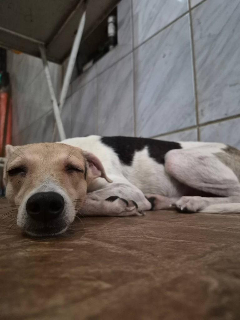 Gigi, cadela de porte pequeno para adoção no Rio de Janeiro - RJ — foto 4 de 4
