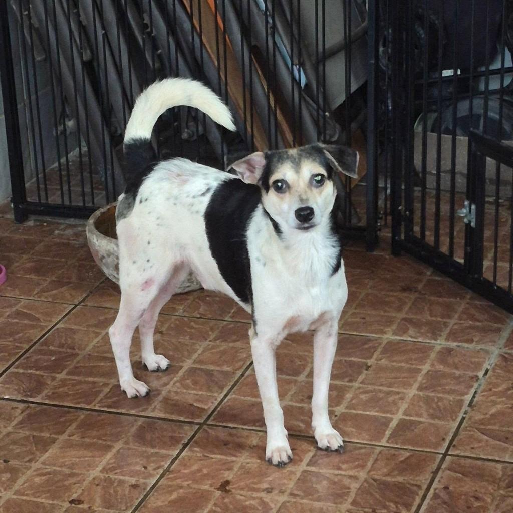 Pitoco, cachorro de porte médio para adoção no Rio de Janeiro - RJ — foto 2 de 2