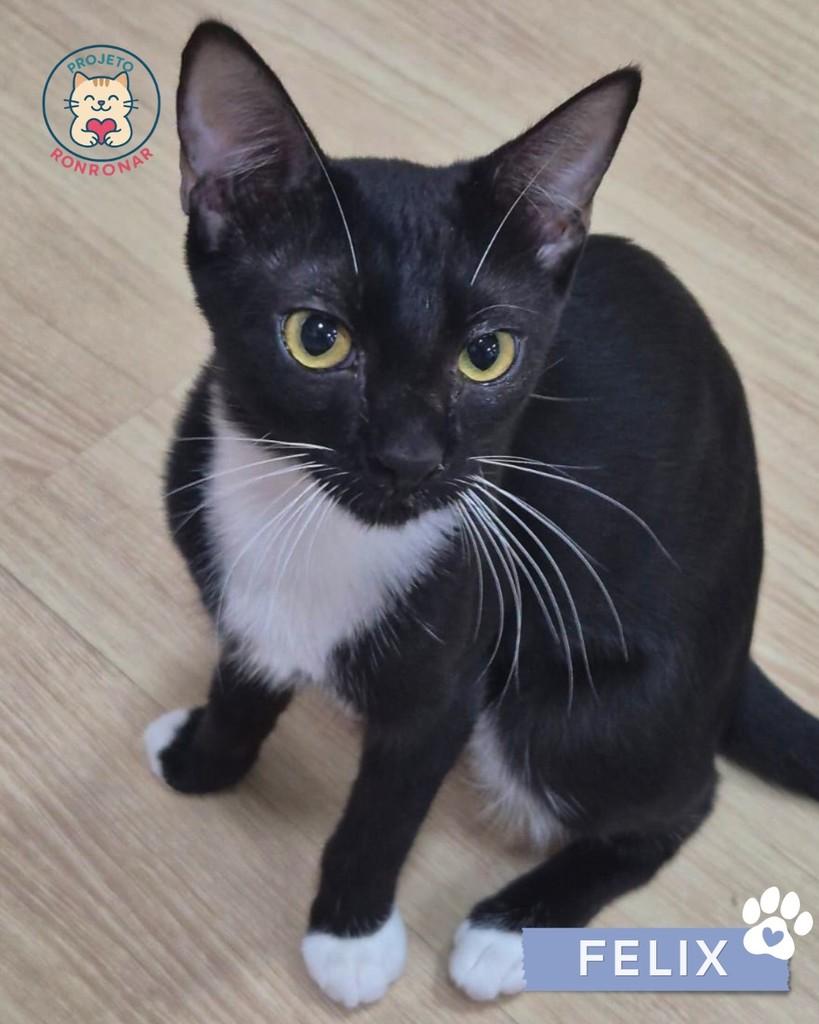 Felix, gato de porte pequeno para adoção em Maringá - PR
