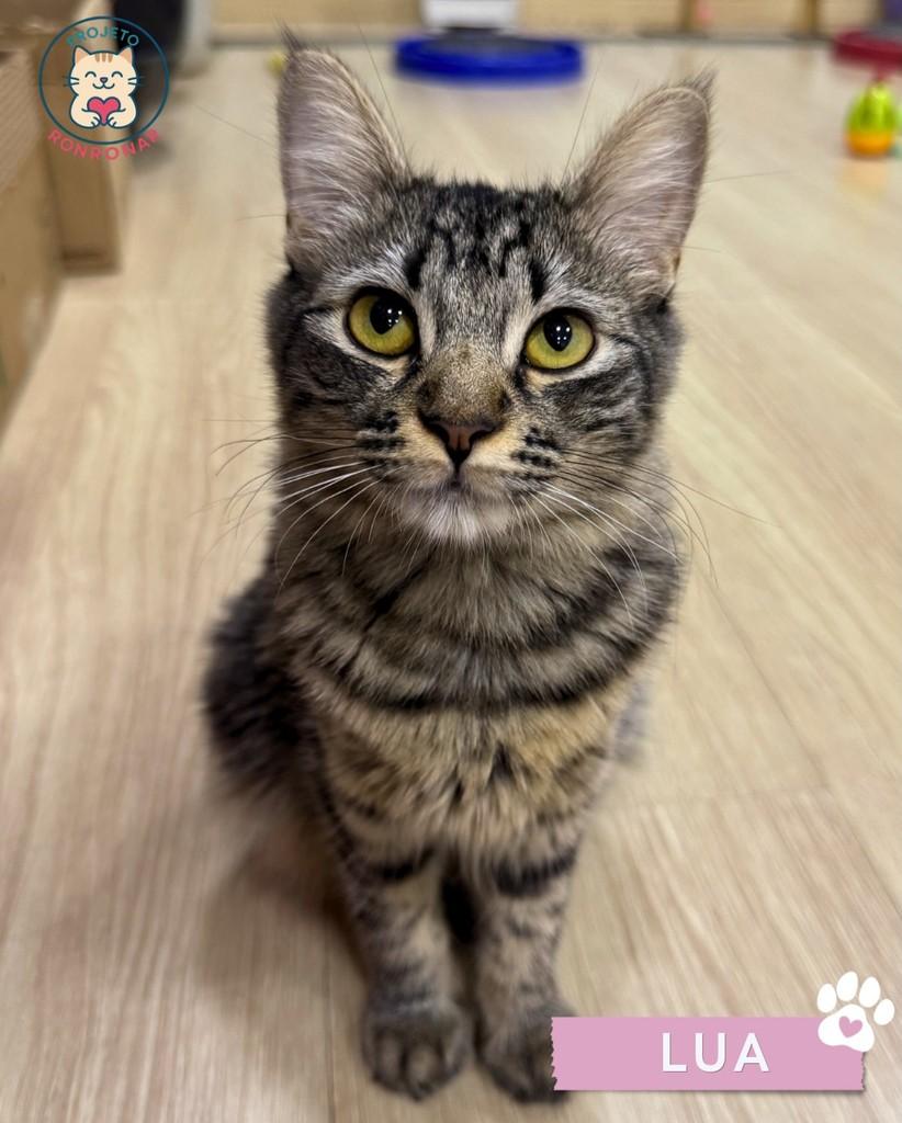 Lua, gata de porte pequeno para adoção em Maringá - PR