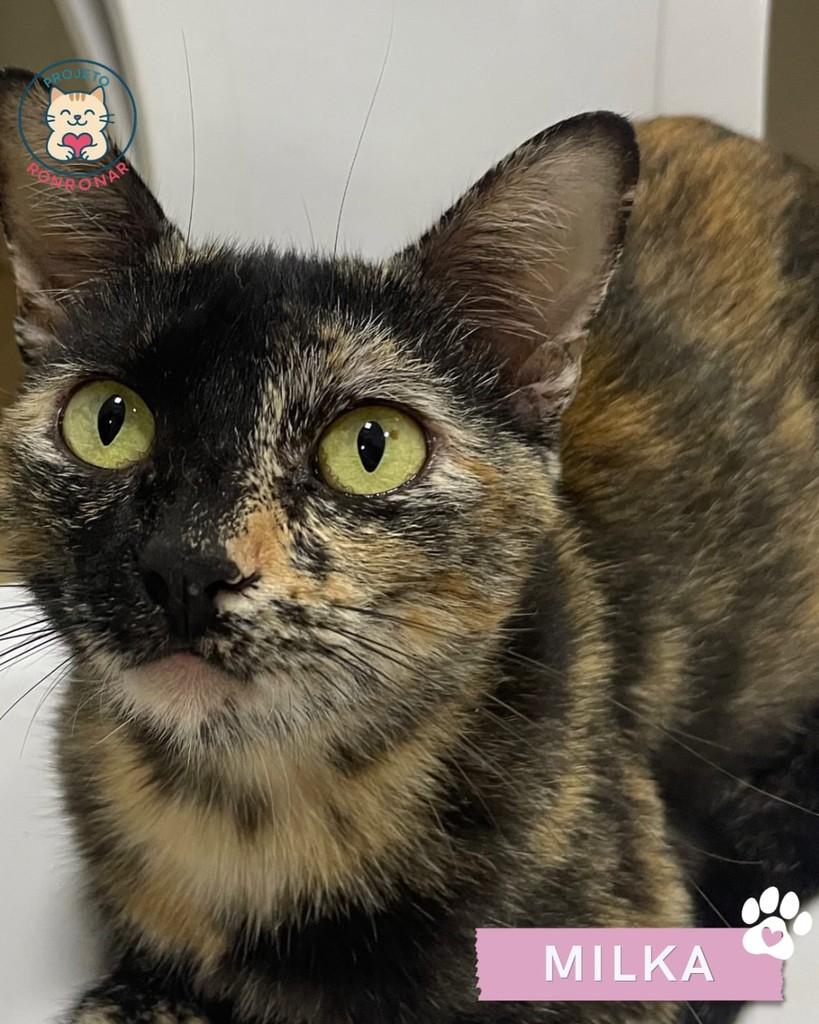 Milka, gata para adoção em Maringá - PR