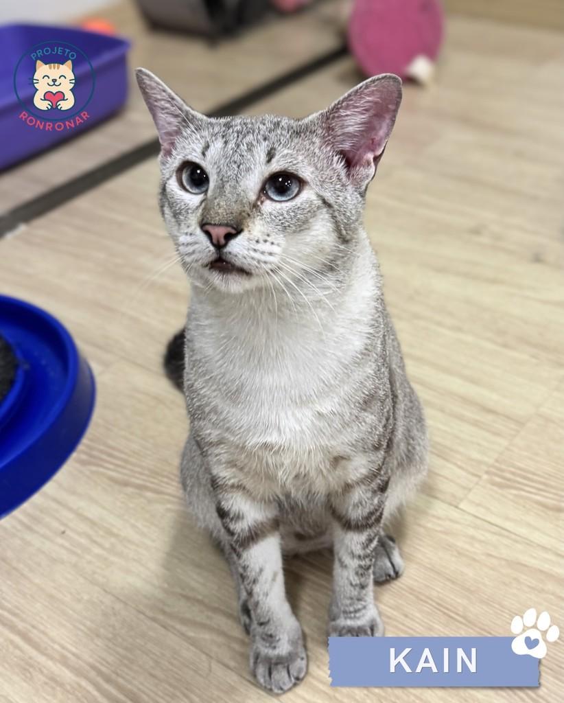 Kain, gato de porte médio para adoção em Maringá - PR