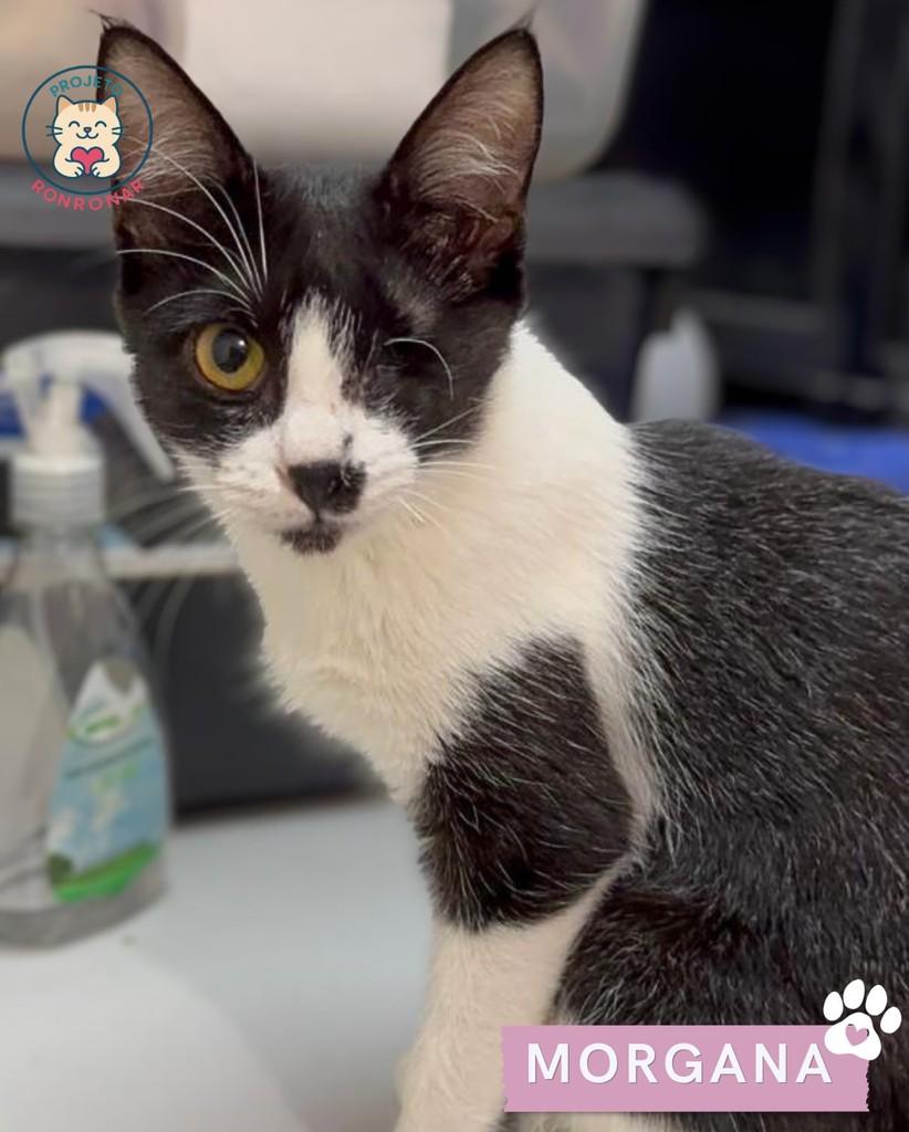 Morgana, gato de porte pequeno para adoção em Maringá - PR