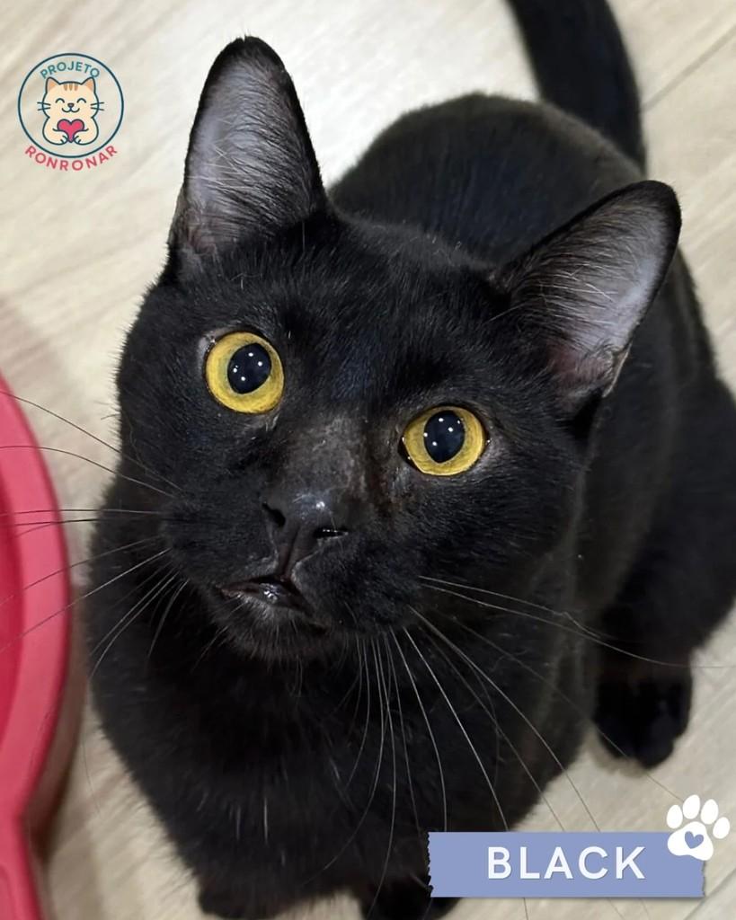 Black, gato de porte médio para adoção em Maringá - PR
