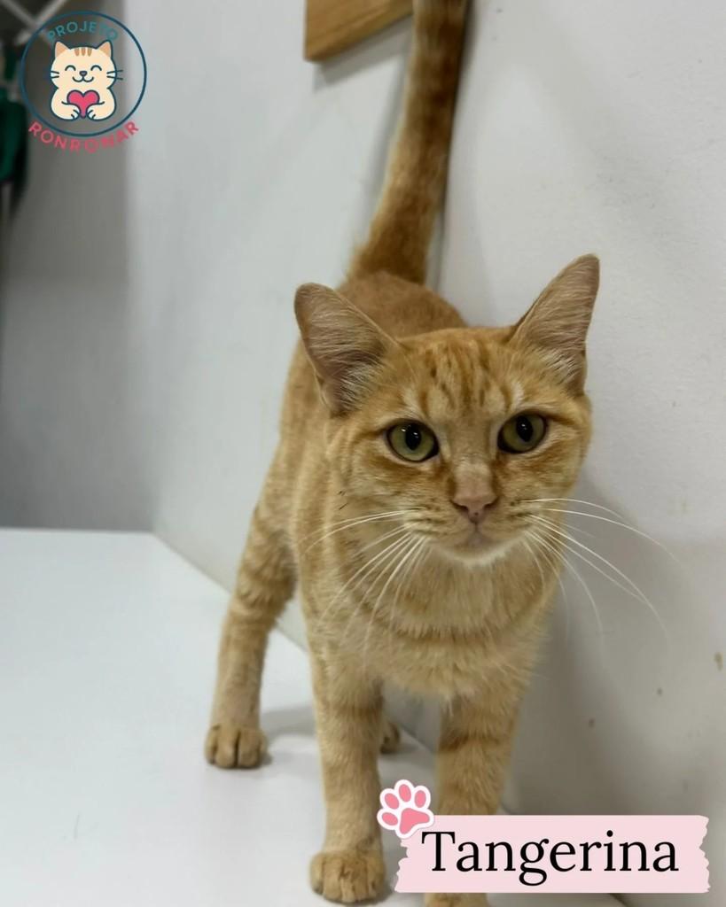 Tangerina, gato de porte pequeno para adoção em Maringá - PR