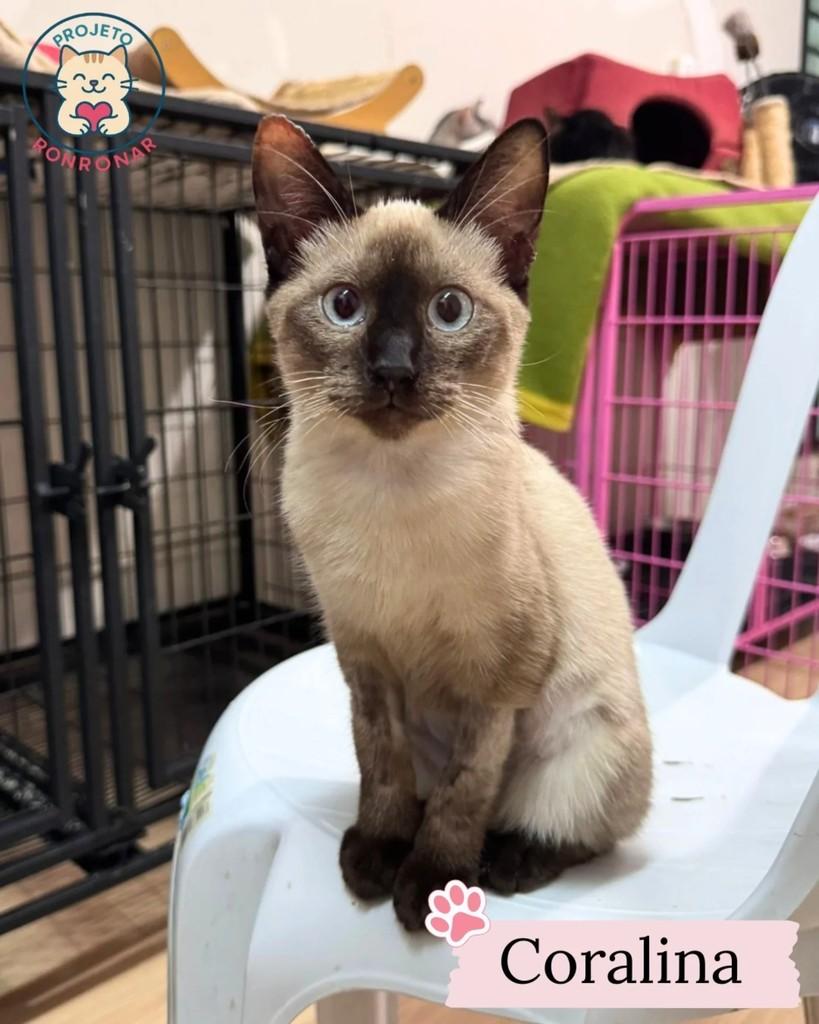Coralina, gata de porte pequeno para adoção em Maringá - PR