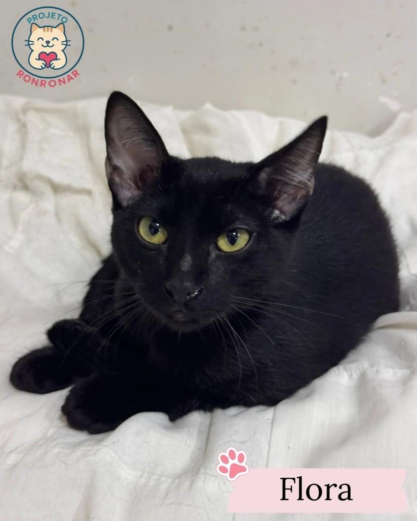 Flora, gato de porte pequeno para adoção em Maringá - PR