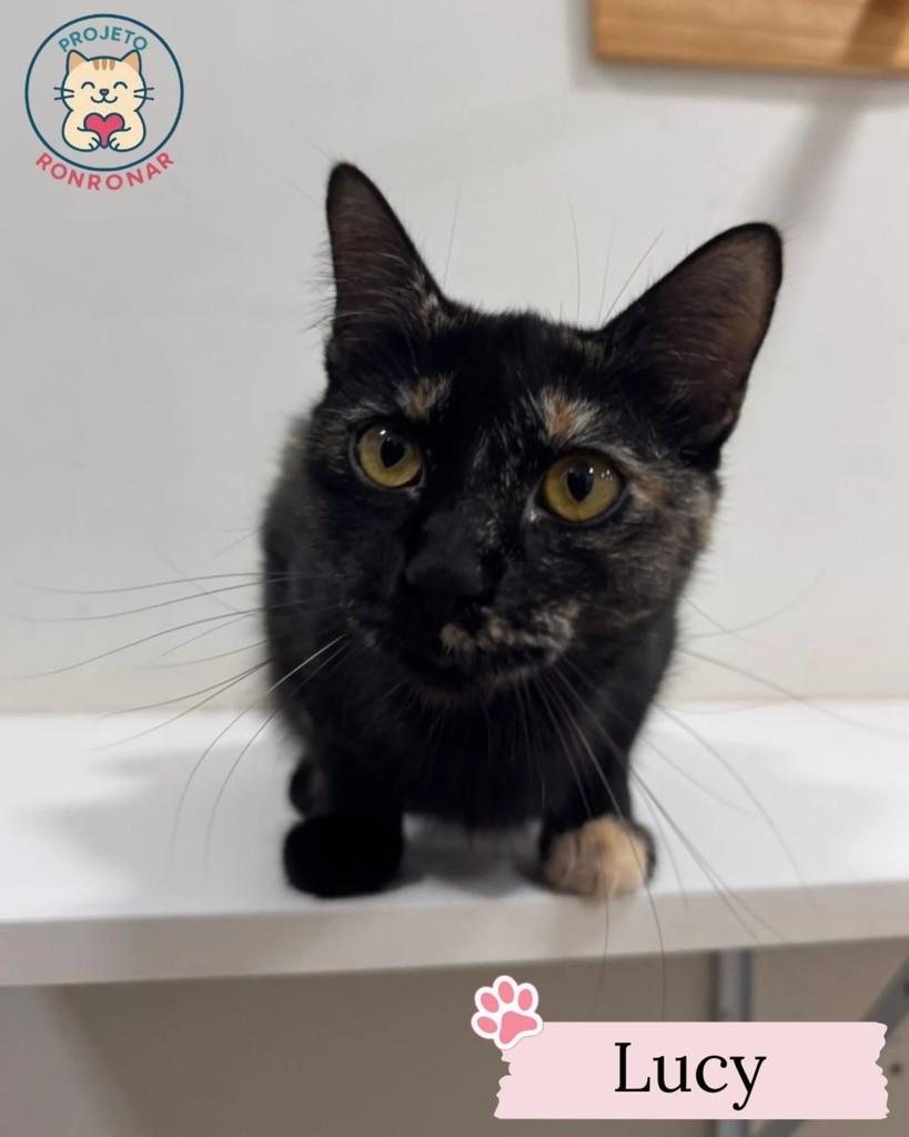 Lucy, gato de porte pequeno para adoção em Maringá - PR
