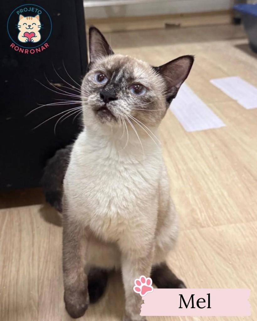 Mel, gato de porte médio para adoção em Maringá - PR