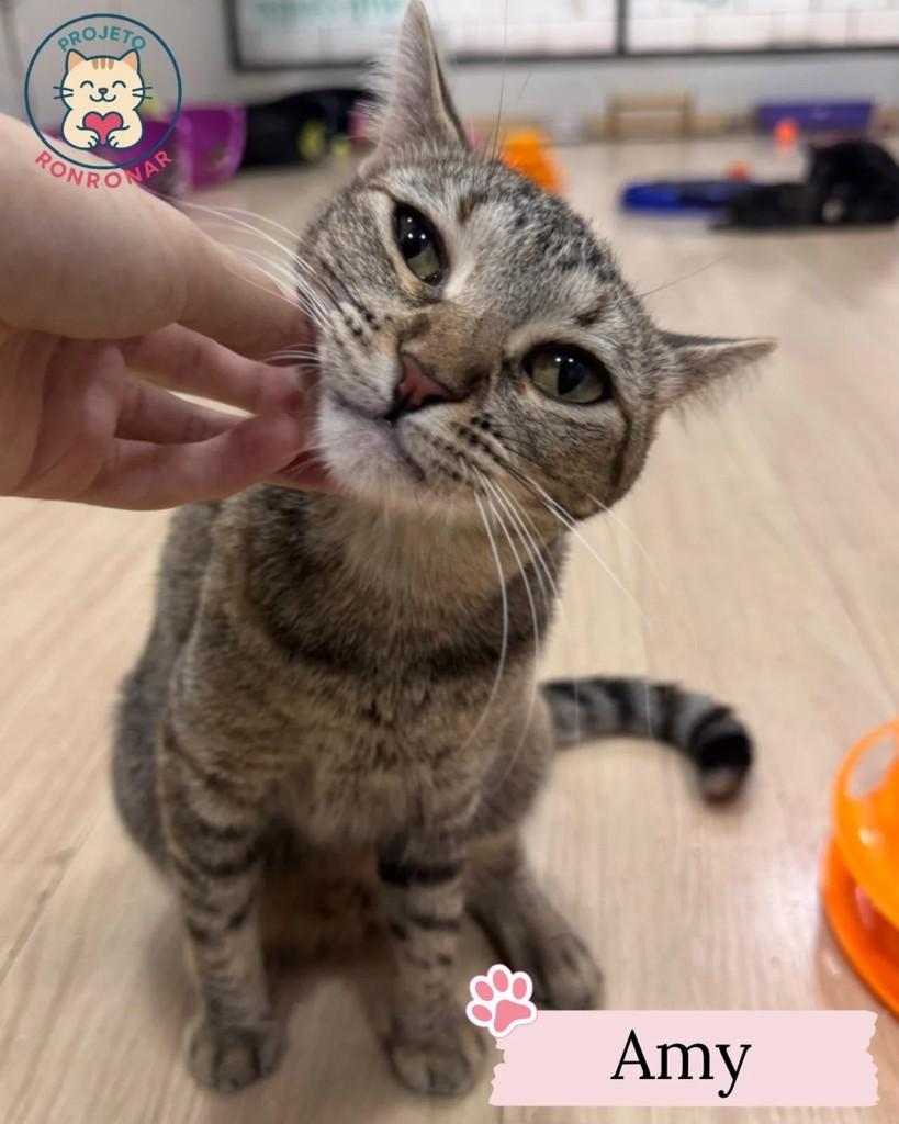 Amy, gato de porte pequeno para adoção em Maringá - PR