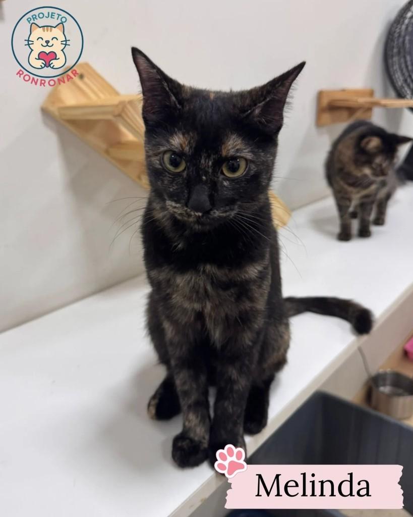 Melinda, gato de porte pequeno para adoção em Maringá - PR