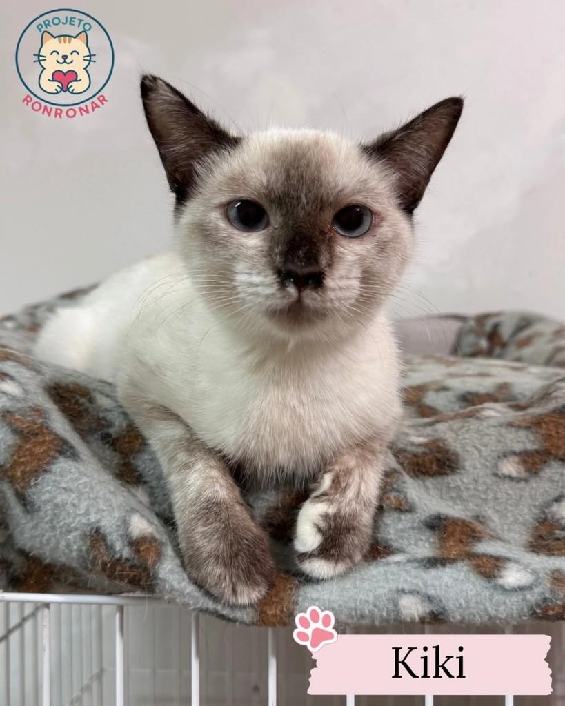 Kiki, gata de porte pequeno para adoção em Maringá - PR