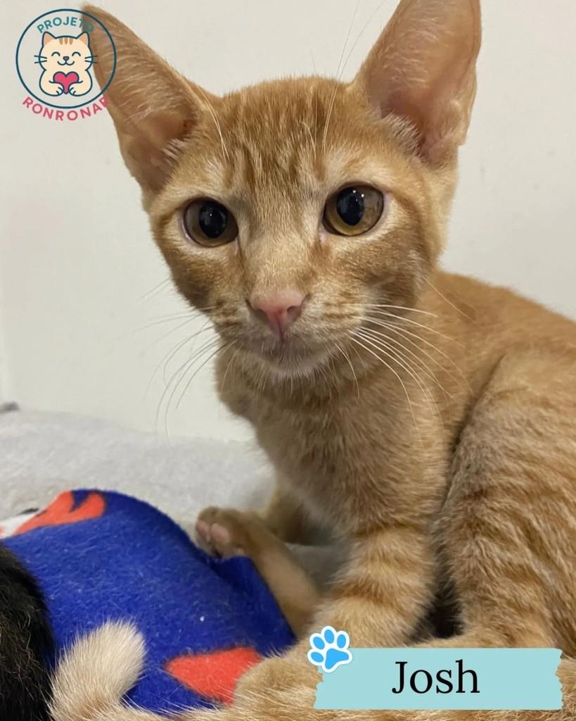 Josh, gato de porte médio para adoção em Maringá - PR