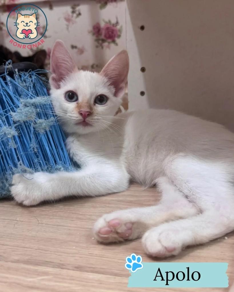 Apolo, gato de porte pequeno para adoção em Maringá - PR
