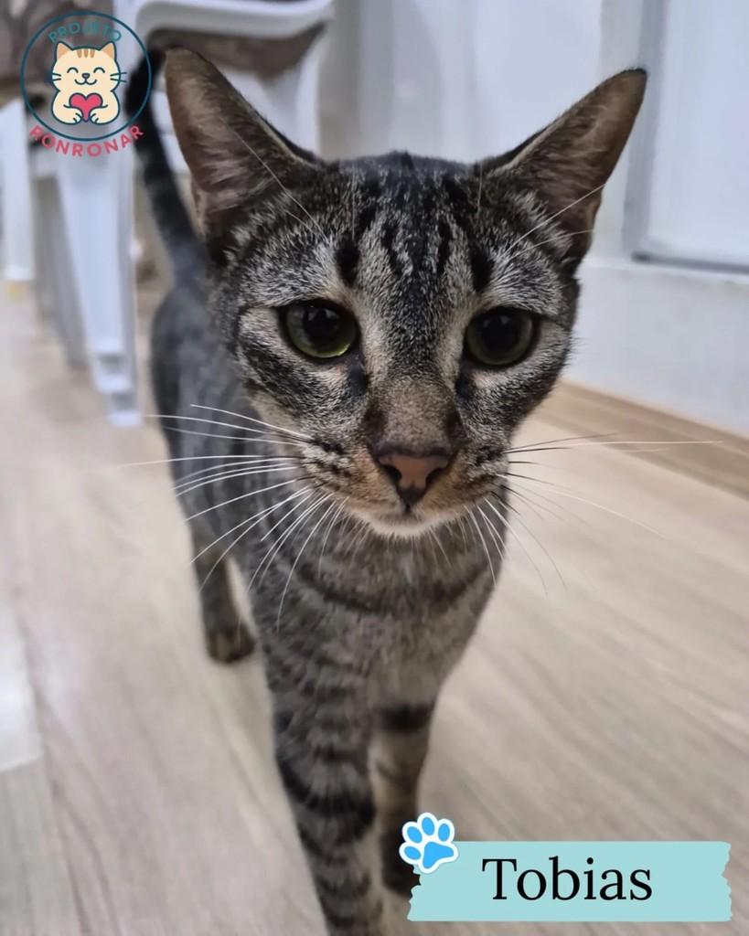 Tobias, gato de porte pequeno para adoção em Maringá - PR