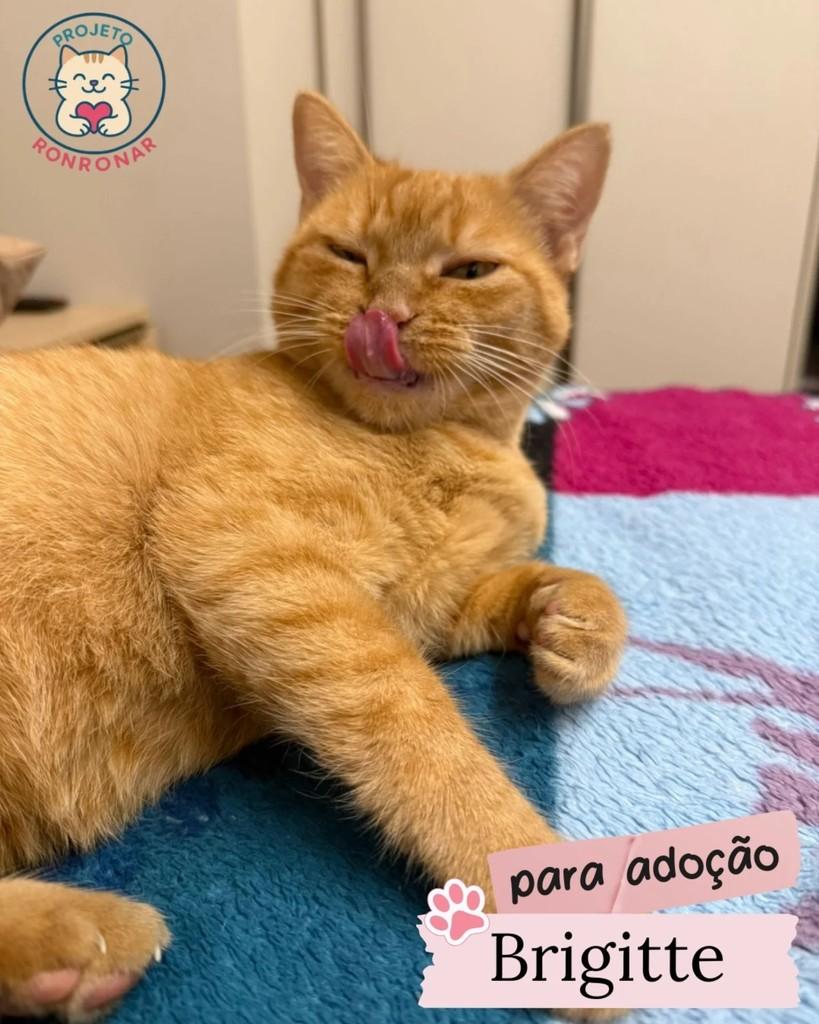 Brigitte, gata de porte médio para adoção em Maringá - PR