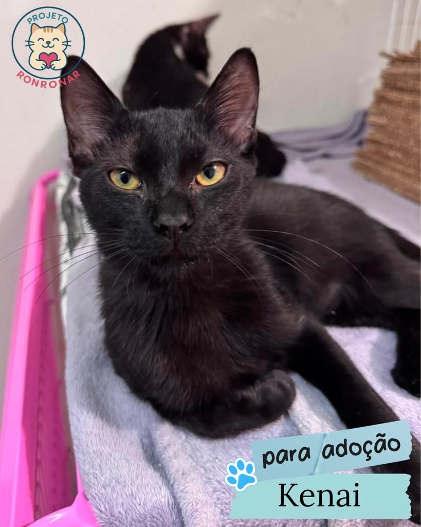 Kenai, gato de porte pequeno para adoção em Maringá - PR