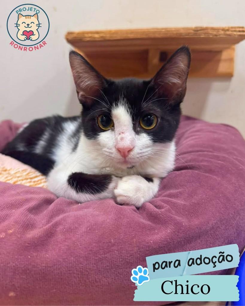Chico, gato de porte pequeno para adoção em Maringá - PR