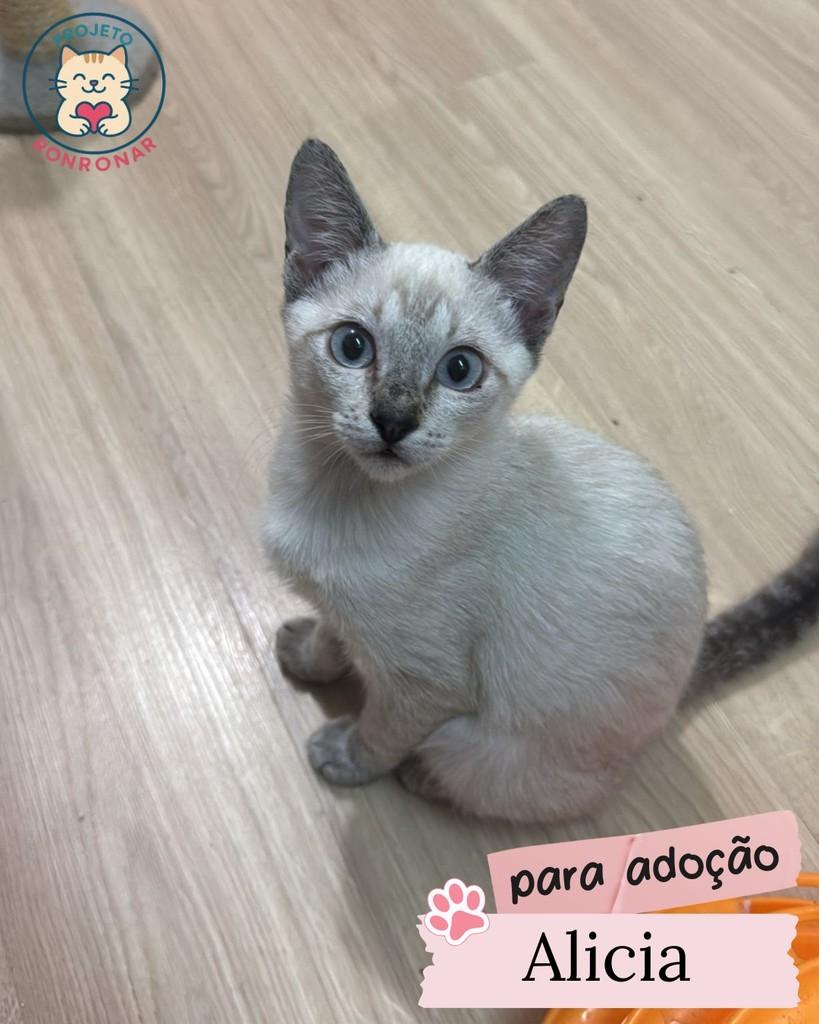 Alicia, gato de porte pequeno para adoção em Maringá - PR