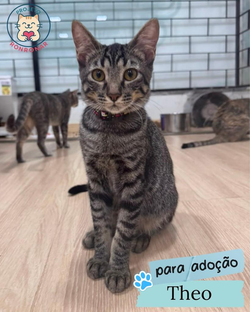 Theo, gato de porte pequeno para adoção em Maringá - PR