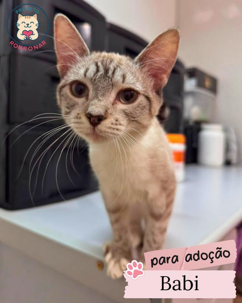 Babi, gato de porte pequeno para adoção em Maringá - PR