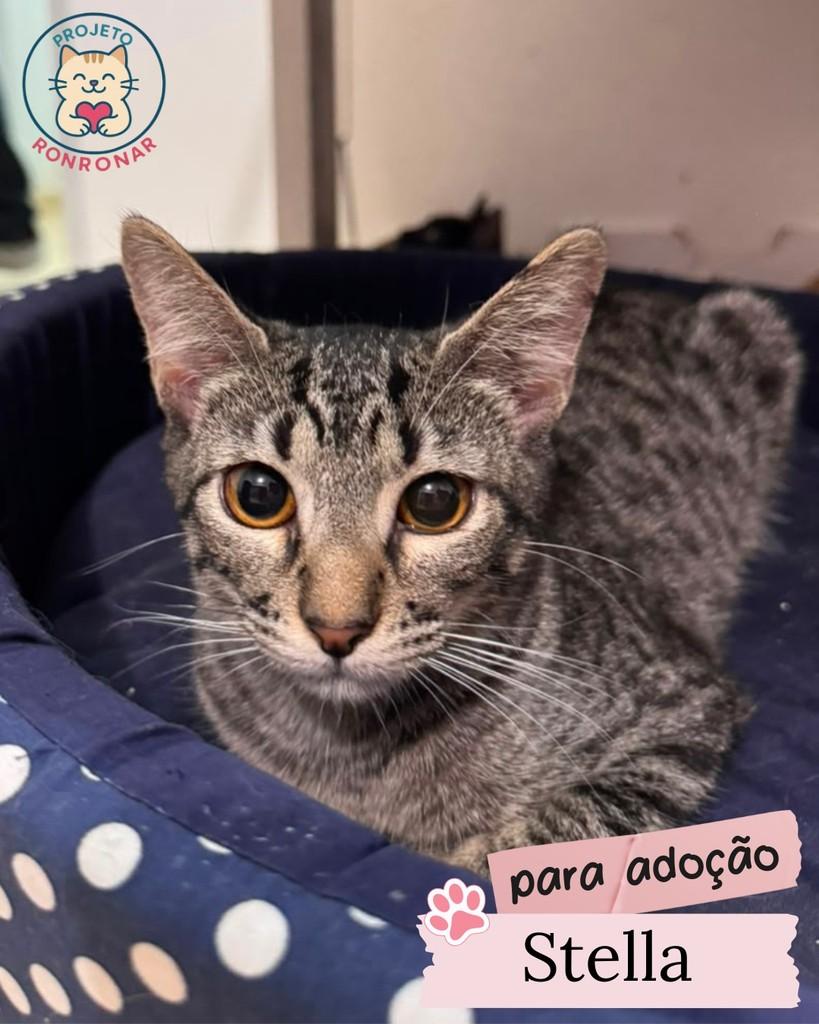 Stella, gata de porte pequeno para adoção em Maringá - PR