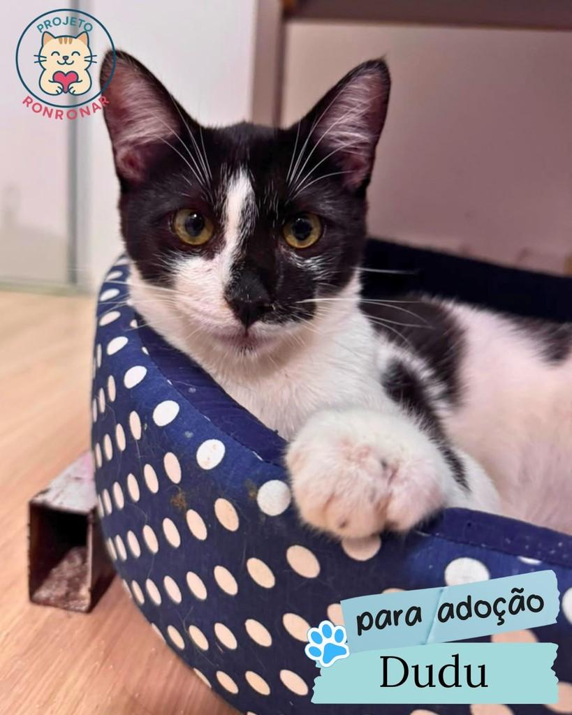 Dudu, gato de porte pequeno para adoção em Maringá - PR