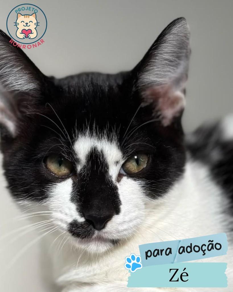 Zé, gato de porte médio para adoção em Maringá - PR