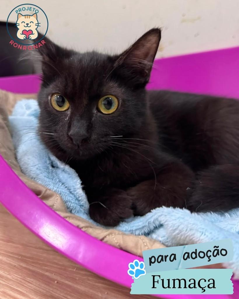 Fumaça, gato de porte pequeno para adoção em Maringá - PR