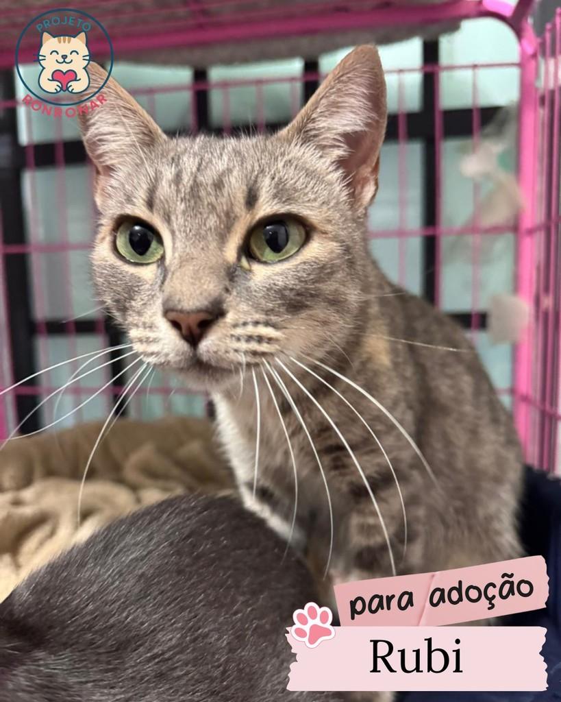 Rubi, gato de porte pequeno para adoção em Maringá - PR