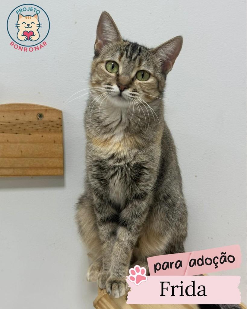 Frida, gata de porte médio para adoção em Maringá - PR