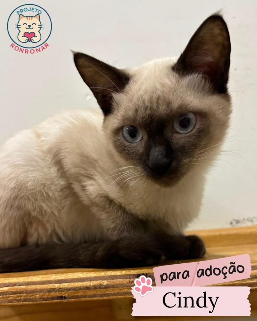 Cindy, gato de porte pequeno para adoção em Maringá - PR