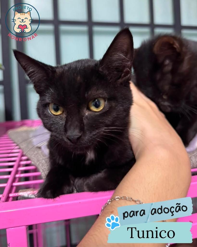 Túnico, gato de porte pequeno para adoção em Maringá - PR