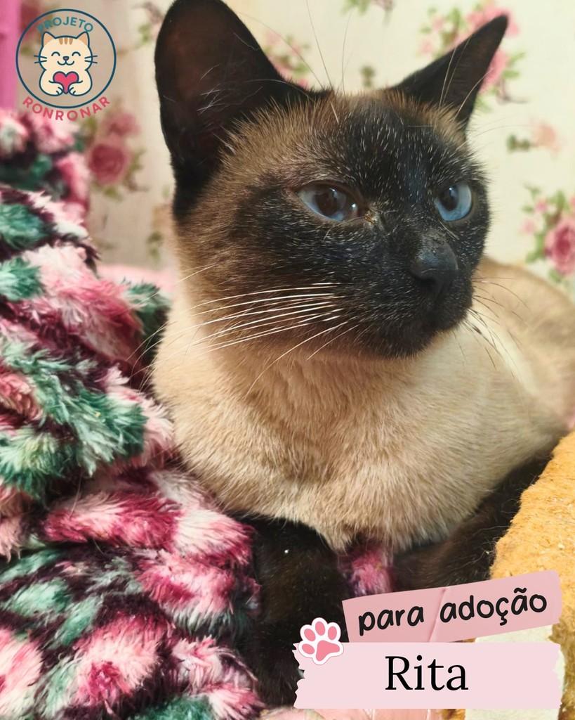 Rita, gato de porte pequeno para adoção em Maringá - PR