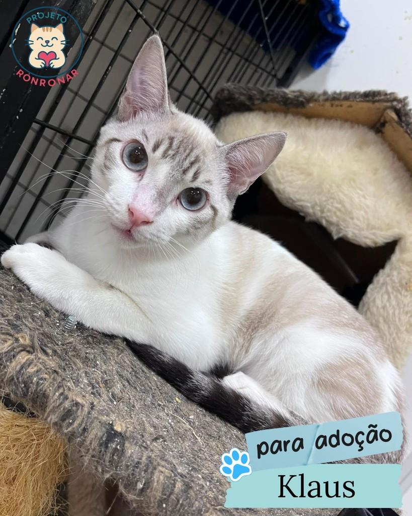 Klaus, gato de porte pequeno para adoção em Maringá - PR
